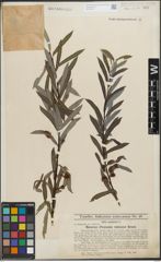 Foto von Salix purpurea L.